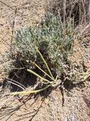 Matthiola odoratissima