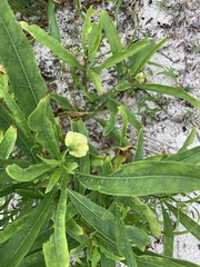 Physalis angustifolia