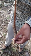 Gerrhonotus ophiurus