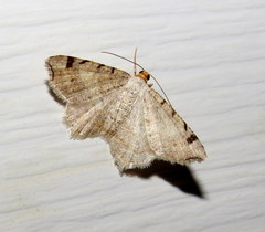 Macaria bicolorata
