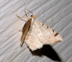 Macaria bicolorata