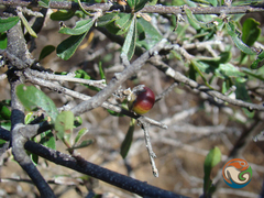 Bourreria spathulata