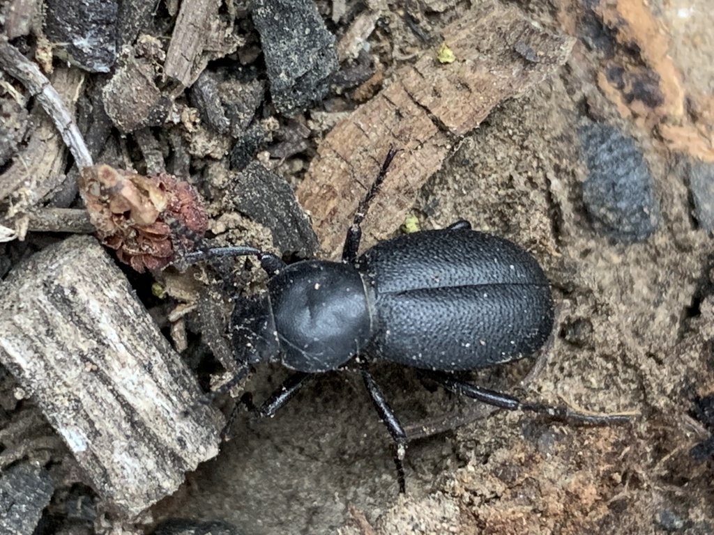 Eleodes aristata