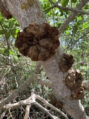 Cylindrocarpon didymum