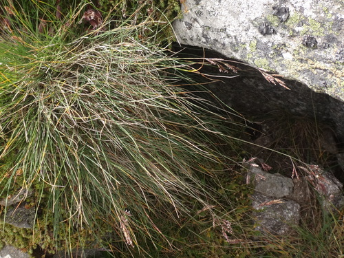 Image of Festuca varia by (c) Christian Berg, some rights reserved (CC BY)