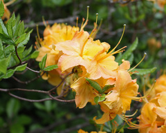 Rhododendron calendulaceum