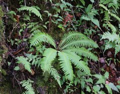 Struthiopteris niponica