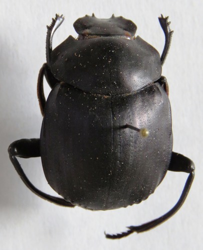 Deltochilum carrilloi · iNaturalist