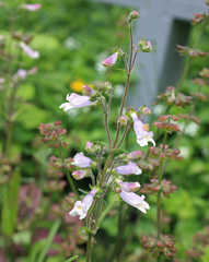 Penstemon hirsutus
