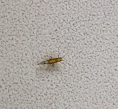 Eucallipterus tiliae