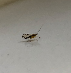 Eucallipterus tiliae