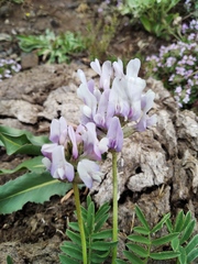 Astragalus alpinus