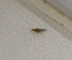 Eucallipterus tiliae