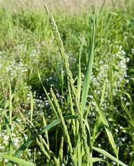 Beckmannia eruciformis