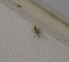 Eucallipterus tiliae