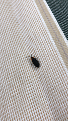 Lucidota atra