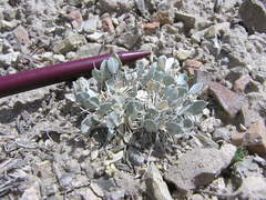 Astragalus calycosus monophyllidius