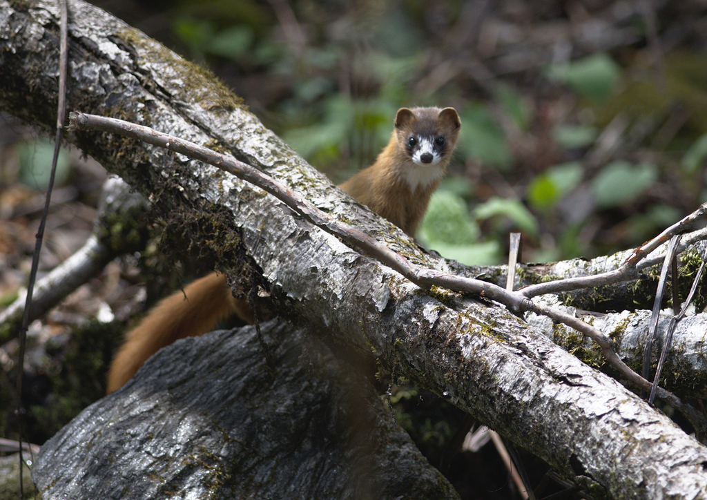 Siberian Weasel