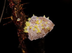 Neobarya agaricicola