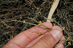 Ephedra foeminea