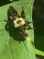 Laphria thoracica
