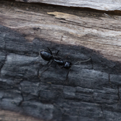 Camponotus laevissimus