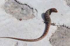 Gerrhonotus ophiurus