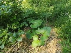 Petasites spurius