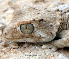 Tarentola chazaliae