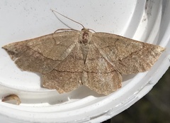 Euchlaena marginaria