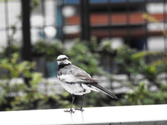 Motacilla alba