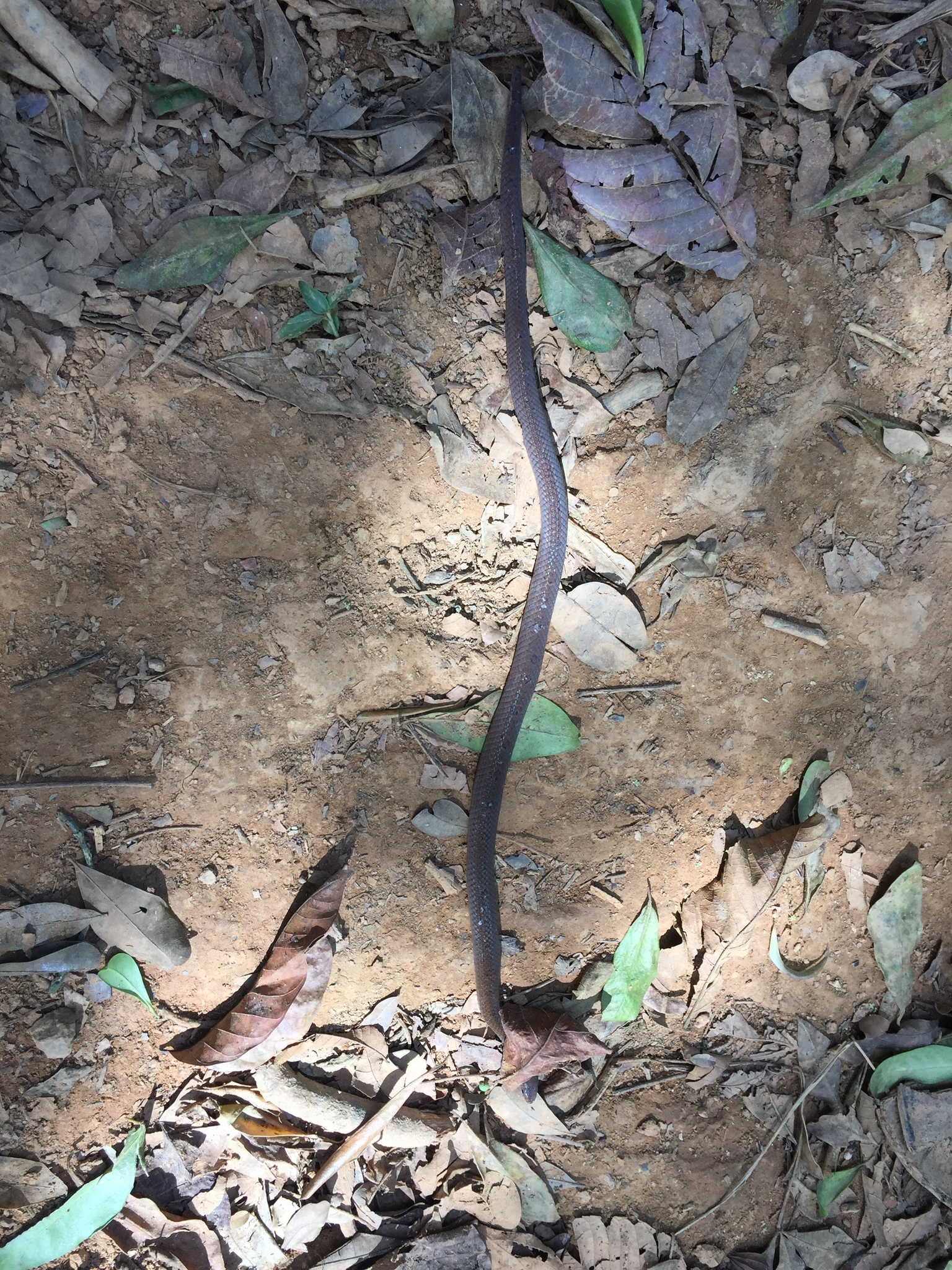 Stenorrhina degenhardtii image