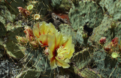 Opuntia aureispina