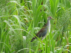 Porphyrio flavirostris