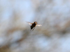 Eristalis pertinax