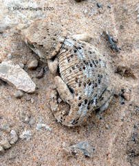 Tarentola chazaliae
