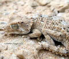 Tarentola chazaliae