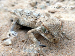Tarentola chazaliae