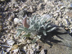 Astragalus uncialis