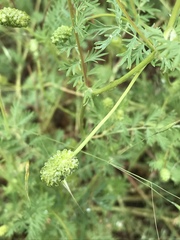 Sanguisorbinae