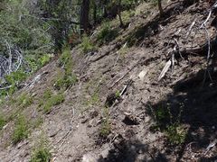 Erythranthe floribunda