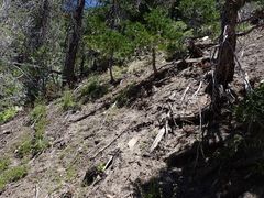 Erythranthe floribunda