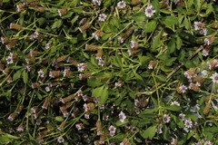 Phyla nodiflora