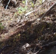 Erythranthe floribunda