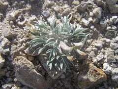 Astragalus uncialis