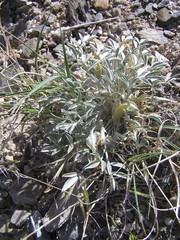 Astragalus uncialis