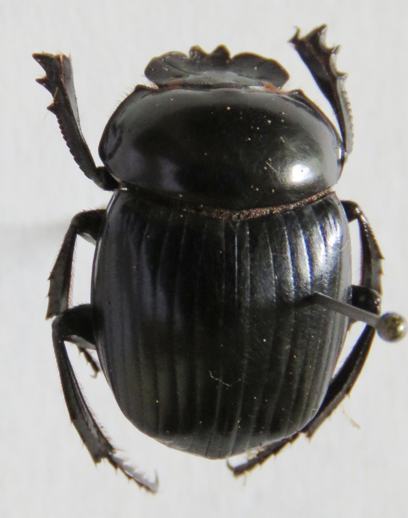 Malagoniella astyanax