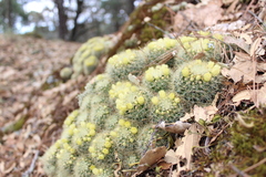 Mammillaria densispina