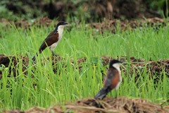 Centropus cupreicaudus