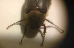 Aplidia etrusca